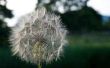 Hoe om te mengen schotel vloeistof, zout & bleekmiddel voor Weed Killer