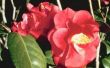 Camellia zorg voor zon & schaduw