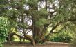 How to Grow gras onder Cedar bomen