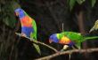 Regenboog vogels gedrag