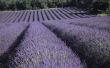 Lavendel 'Lady' zal overleven de luchtvochtigheid in Florida?