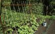 Een lijst van verticale tuin groenten