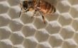 Hoe te verwijderen van bijenwas van meubilair