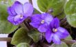 How to Kill bladluizen op Afrikaanse viooltjes