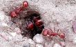 How to Get Rid van mieren zonder GIF