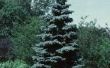 Zorgt ervoor dat beurt verder breinld zonder knop geel op blauw Spruce Pine bomen