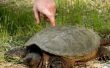 Gemeenschappelijke ziekten van huisdier magnetisch schildpadden