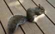 How to Get Rid van eekhoorns op een terras