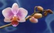 Hoe Pot een orchidee
