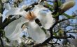 De symboliek van de bloem Magnolia