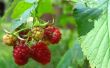 How to Plant Raspberry struiken
