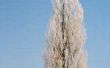 Hoe te stoppen met de productie van katoen in een vrouwelijke Cottonwood-boom