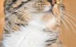 Hoe te verwijderen van Cat Pee uit een tapijt met witte azijn