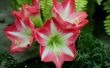 How to Grow Amaryllis bollen in glazen Containers