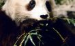 Hoe maak je een Diorama van een Panda Beer Habitat