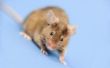 Hoe te controleren en elimineren van muizen