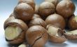 Hoe Oven geroosterde Macadamia noten