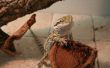 How to Make van een Terrarium voor een bebaarde draak