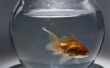 Hoe weet u of een goudvis Is echt dood