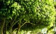 Hoe Plant & zorg voor een zwarte missie vijgenboom