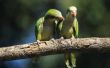 Hoe herken ik een mannelijke groen Cheeked papegaaiachtigen uit een vrouwelijk