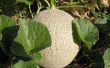 How to Grow Cantaloupe zaden