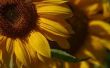 Welke tijd van het jaar worden de zonnebloemen geplukt?