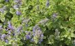 Hoe te knippen terug Catmint