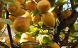 Wat maanden te bevruchten citrusbomen