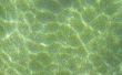 Hoe schoon van algen uit een Pool zonder zuig het