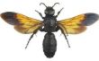 Hoe de wespen reproduceren?