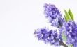 Hoe af te Water een bloeiende hyacint