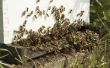 Hoe te ontsnappen van boze bijen