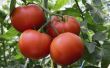 Hoe om te controleren of tomaat bloeit Bear Fruit