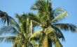 De groeifasen van een kokosnoot Palm Tree