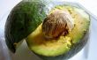 How to Grow avocado's binnenshuis