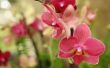Hoe maak je een trapsgewijze orchidee bruids boeket