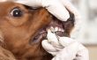 Wat zwarte tandvlees boven de tanden in honden betekenen?