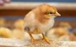 Levenscyclus van Baby kippen