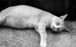 Waarom sommige Kittens zijn dood geboren