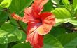 Hibiscus Plant feiten