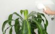 Hoe de zorg voor een maïs Plant (Dracaena Fragrans)