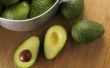 How to Grow avocado's in koud weer