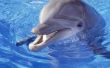 Wat Is de levensduur van een dolfijn?