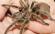 Bestrijdingsmiddelen alternatieven voor spinnen en Tarantulas