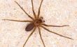 Hoe te natuurlijk ontdoen van Brown Recluse spinnen