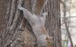 Zelfgemaakte eekhoorn afstotend voor bomen
