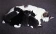 Hoe snel kan ik mijn pasgeboren Kittens knuffelen?