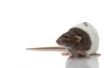 Wat voedingsmiddelen zijn gevaarlijk voor ratten te eten?