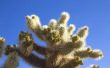 Kleverige witte schimmel op mijn Cactus